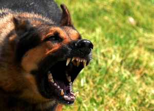 What Is Michigan's Dog Bite Law? 